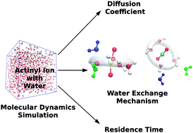 Graphical abstract: Dynamics of actinyl ions in water: a molecular dynamics simulation study