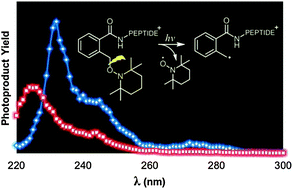 Graphical abstract: Photodissociation of TEMPO-modified peptides: new approaches to radical-directed dissociation of biomolecules