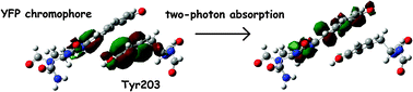 Graphical abstract: Intermolecular charge transfer enhances two-photon absorption in yellow fluorescent protein