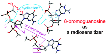 Graphical abstract: Electron induced single strand break and cyclization: a DFT study on the radiosensitization mechanism of the nucleotide of 8-bromoguanine