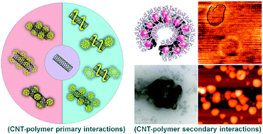 Graphical abstract: Carbon nanotubes in cancer therapy: a more precise look at the role of carbon nanotube–polymer interactions