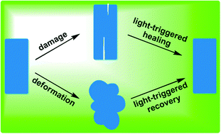 Graphical abstract: Light-triggered self-healing and shape-memory polymers