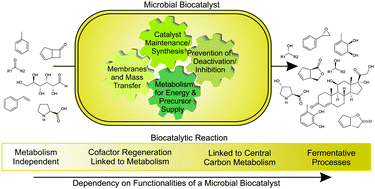 Graphical abstract: Whole-cell biocatalysis for selective and productive C–O functional group introduction and modification