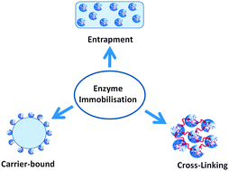 Graphical abstract: Enzyme immobilisation in biocatalysis: why, what and how