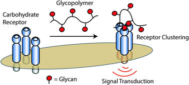 Graphical abstract: Glycopolymer probes of signal transduction