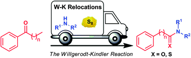 Graphical abstract: Recent advances in the Willgerodt–Kindler reaction