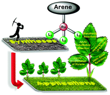 Graphical abstract: Half-sandwich arene ruthenium complexes: synthetic strategies and relevance in catalysis