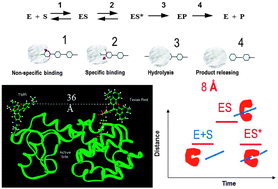 Graphical abstract: Sizing up single-molecule enzymatic conformational dynamics