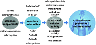 Graphical abstract: Which form is that? The importance of selenium speciation and metabolism in the prevention and treatment of disease