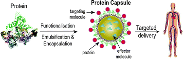 Graphical abstract: Protein micro- and nano-capsules for biomedical applications
