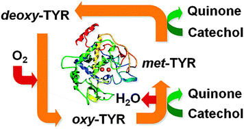 Graphical abstract: On the bio-electrocatalytic activity of tyrosinase for oxygen reduction reaction