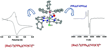 Graphical abstract: Syntheses, structures and properties of ruthenium complexes of tridentate ligands: isolation and characterization of a rare example of ruthenium nitrosyl complex containing {RuNO}5 moiety