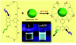 Graphical abstract: A new bis-tetraamine ligand with a chromophoric 4-(9-anthracenyl)-2,6-dimethylpyridinyl linker for glyphosate and ATP sensing