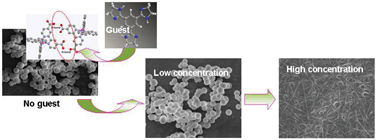 Graphical abstract: Guest induced morphological transformation from nanospheres to nanowires by hydrogen bond self-assembly