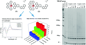 Graphical abstract: Targeting telomeric G-quadruplexes with the ruthenium(ii) complexes [Ru(bpy)2(ptpn)]2+ and [Ru(phen)2(ptpn)]2+