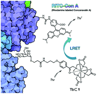 Graphical abstract: A highly sensitive luminescent lectin sensor based on an α-d-mannose substituted Tb3+ antenna complex