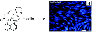 Graphical abstract: Zinc sensors with lower binding affinities for cellular imaging
