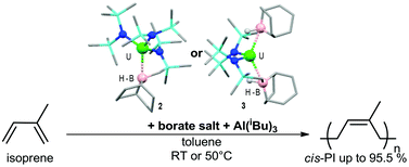 Graphical abstract: Uranium(iv) amido-borohydrides as highly active diene polymerisation catalysts