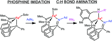 Graphical abstract: Iron-mediated C–H bond amination by organic azides on a tripodal bis(anilido)iminophosphorane platform