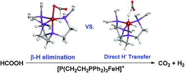 Graphical abstract: Mechanistic insights into iron catalyzed dehydrogenation of formic acid: β-hydride elimination vs. direct hydride transfer