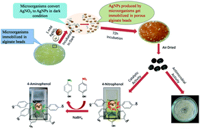 Graphical abstract: A novel microbial synthesis of catalytically active Ag–alginate biohydrogel and its antimicrobial activity