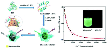 Graphical abstract: Bioinspired, direct synthesis of aqueous CdSe quantum dots for high-sensitive copper(ii) ion detection