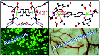 Graphical abstract: Structures and anti-cancer properties of two binuclear copper complexes
