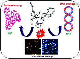 Graphical abstract: New ruthenium(ii) arene complexes of anthracenyl-appended diazacycloalkanes: effect of ligand intercalation and hydrophobicity on DNA and protein binding and cleavage and cytotoxicity
