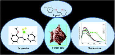 Graphical abstract: Synthesis and characterization of some water soluble Zn(ii) complexes with (E)-N-(pyridin-2-ylmethylene)arylamines that regulate tumour cell death by interacting with DNA