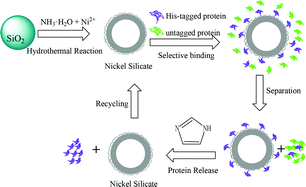 Graphical abstract: Preparation of hollow nickel silicate nanospheres for separation of His-tagged proteins