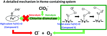 Graphical abstract: A dominant homolytic O–Cl bond cleavage with low-spin triplet-state Fe(iv) [[double bond, length as m-dash]] O formed is revealed in the mechanism of heme-dependent chlorite dismutase