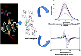 Graphical abstract: Synthesis and structural characterization of dioxomolybdenum and dioxotungsten hydroxamato complexes and their function in the protection of radiation induced DNA damage