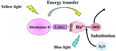 Graphical abstract: Yellow-light sensitization of a ligand photosubstitution reaction in a ruthenium polypyridyl complex covalently bound to a rhodamine dye