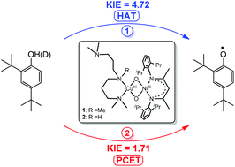 Graphical abstract: Mechanism of phenol oxidation by heterodinuclear Ni Cu bis(μ-oxo) complexes involving nucleophilic oxo groups