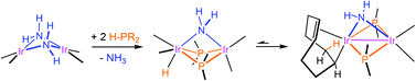 Graphical abstract: P–H activation of secondary phosphanes on a parent amido diiridium complex