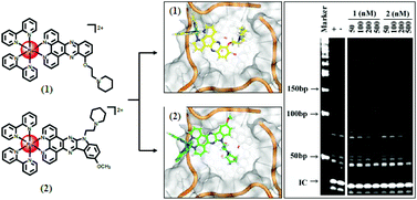 Graphical abstract: Novel ruthenium(ii) polypyridyl complexes as G-quadruplex stabilisers and telomerase inhibitors