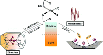 Graphical abstract: Bioinspired manganese(ii) complexes with a clickable ligand for immobilisation on a solid support