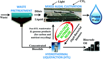 Graphical abstract: A synergistic combination of algal wastewater treatment and hydrothermal biofuel production maximized by nutrient and carbon recycling