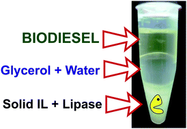 Graphical abstract: How to produce biodiesel easily using a green biocatalytic approach in sponge-like ionic liquids