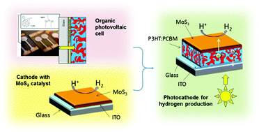 Graphical abstract: A H2-evolving photocathode based on direct sensitization of MoS3 with an organic photovoltaic cell