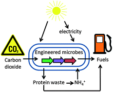 Graphical abstract: Biological conversion of carbon dioxide to photosynthetic fuels and electrofuels