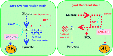 Graphical abstract: Reprogramming the glycolytic pathway for increased hydrogen production in cyanobacteria: metabolic engineering of NAD+-dependent GAPDH