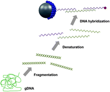 Graphical abstract: Effects of pretreatment on the denaturation and fragmentation of genomic DNA for DNA hybridization