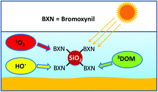 Graphical abstract: Photodegradation routes of the herbicide bromoxynil in solution and sorbed on silica nanoparticles