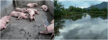 Graphical abstract: Occurrence and partition of antibiotics in the liquid and solid phases of swine wastewater from concentrated animal feeding operations in Shandong Province, China