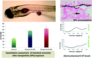 Graphical abstract: Alterations of intestinal serotonin following nanoparticle exposure in embryonic zebrafish