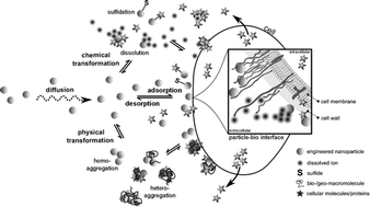 Graphical abstract: Bioavailability of inorganic nanoparticles to planktonic bacteria and aquatic microalgae in freshwater