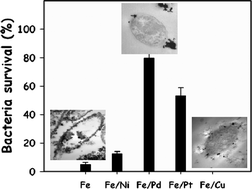 Graphical abstract: Comparative toxicity of bimetallic Fe nanoparticles toward Escherichia coli: mechanism and environmental implications