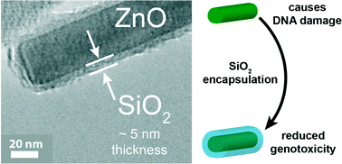 Graphical abstract: Engineering safer-by-design silica-coated ZnO nanorods with reduced DNA damage potential