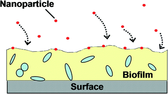 Graphical abstract: Deposition of nanoparticles onto polysaccharide-coated surfaces: implications for nanoparticle–biofilm interactions